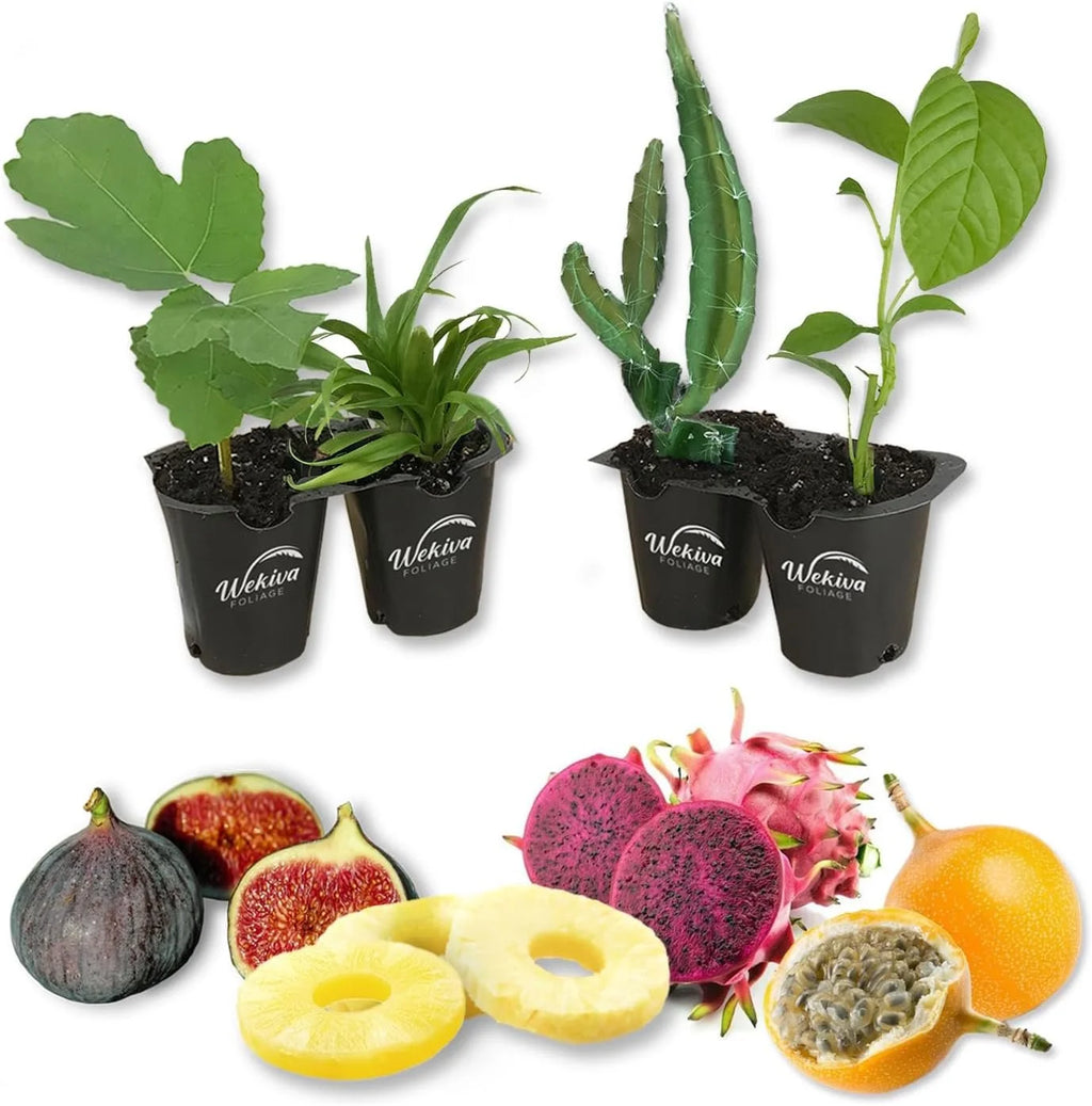 4 Live Exotic Starter Plants Passion Fruit Fig Tree Dragon Fruit Pineapple Q847283